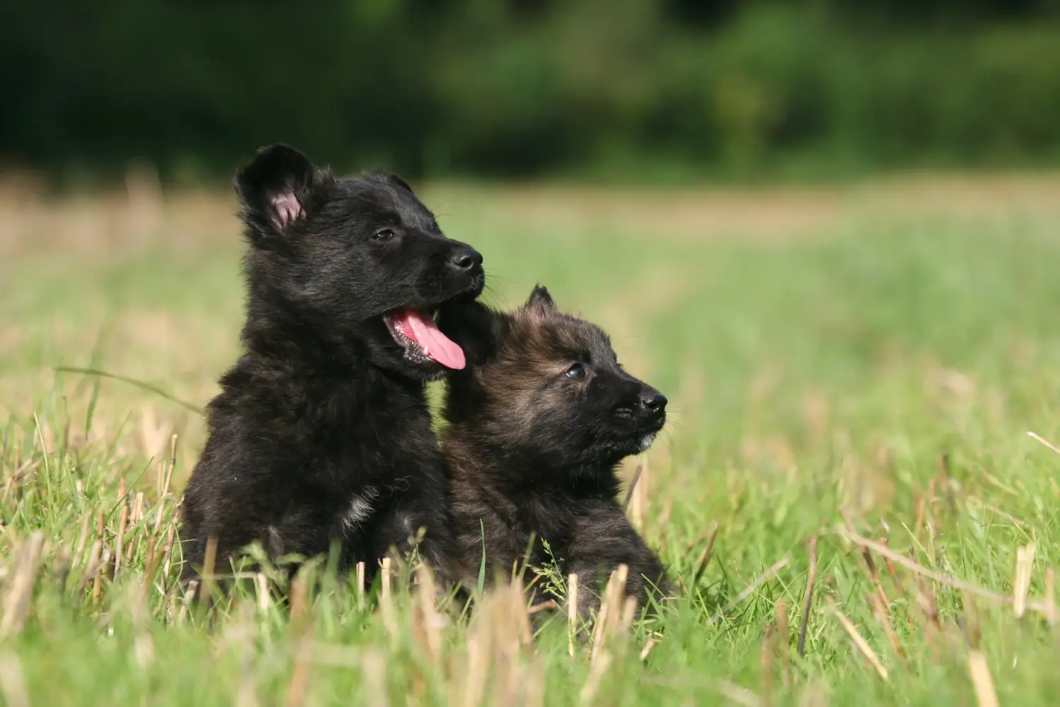 Einen Hollandse Herdershond Welpen zu kaufen, bedeutet Verantwortung zu übernehmen! Hollandse Herdershond Welpen kaufen.