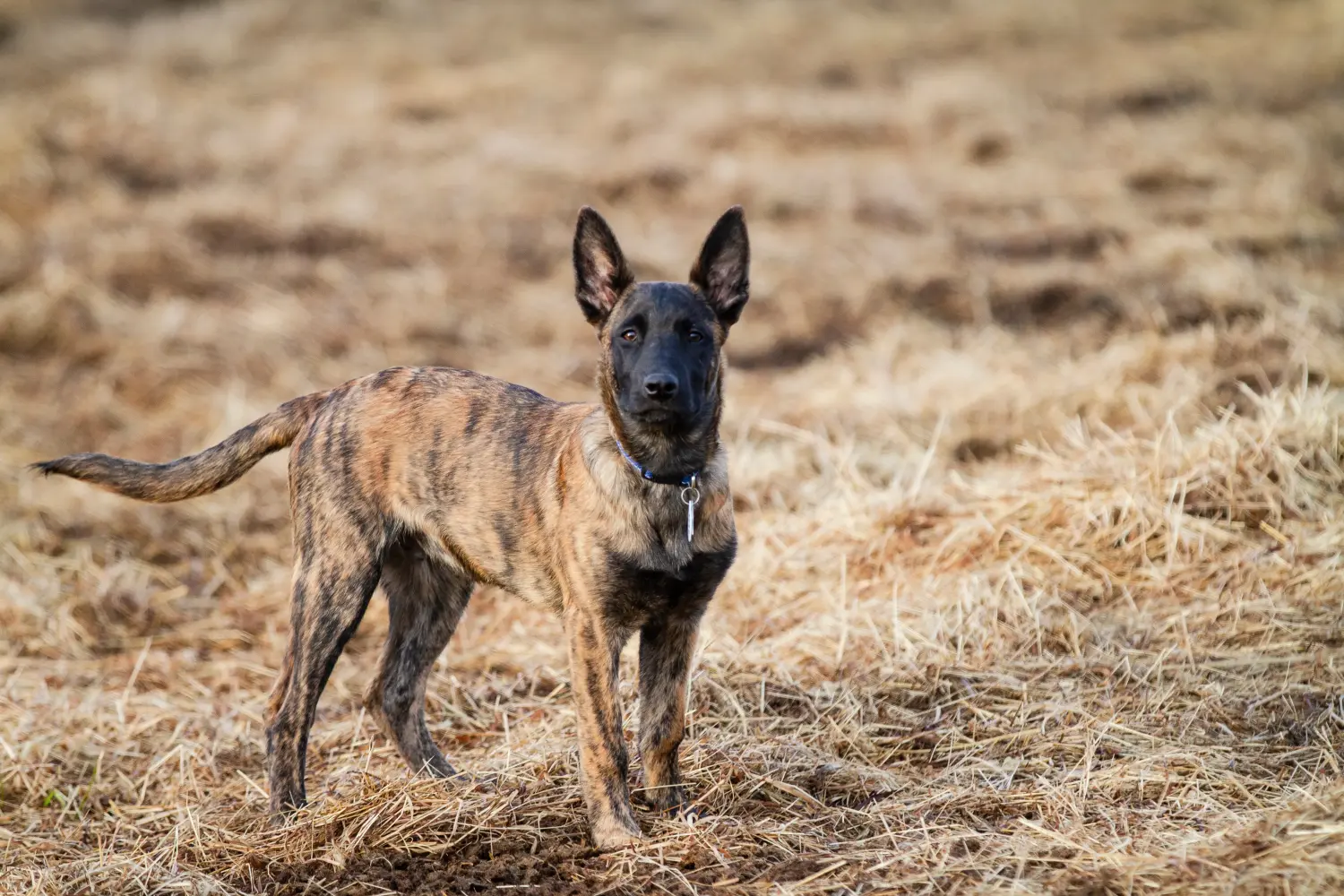 Einen Hollandse Herdershond Welpen zu kaufen, bedeutet Verantwortung zu übernehmen! Hollandse Herdershond Welpen kaufen.