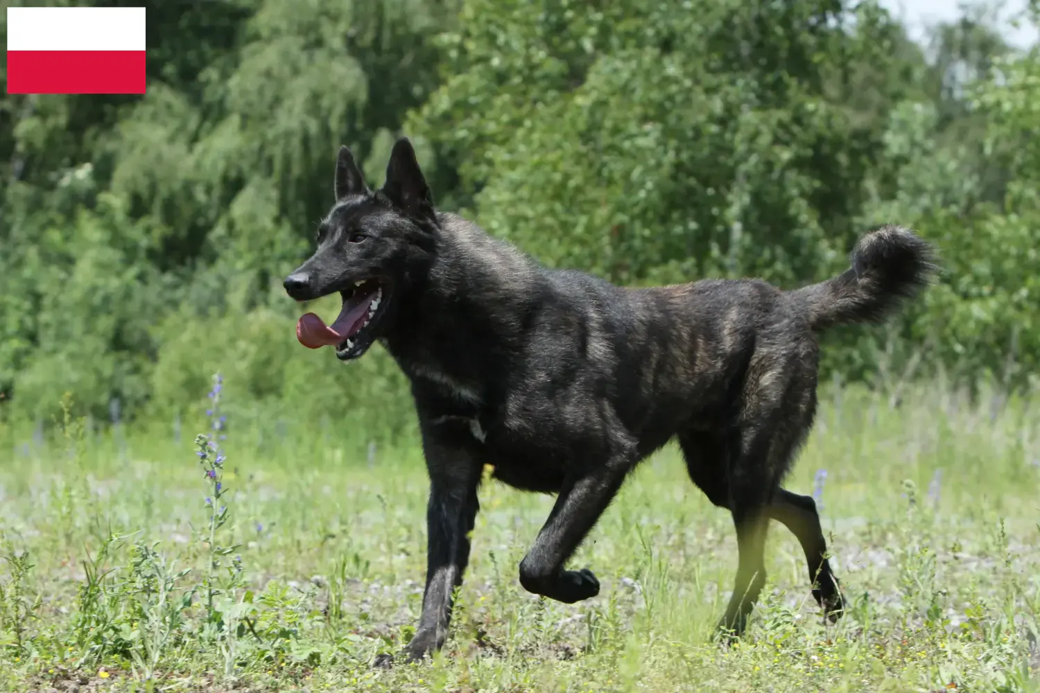 Hollandse Herdershond Welpen und Züchter Polen Hier findest Du Hollandse Herdershonden Züchter in Polen.