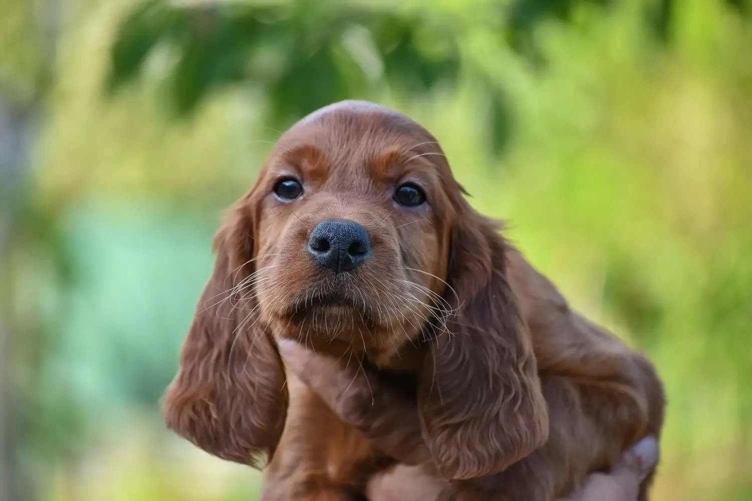 Einen Irish Red Setter Welpen zu kaufen, bedeutet Verantwortung zu übernehmen! Irish Red Setter Welpen kaufen.