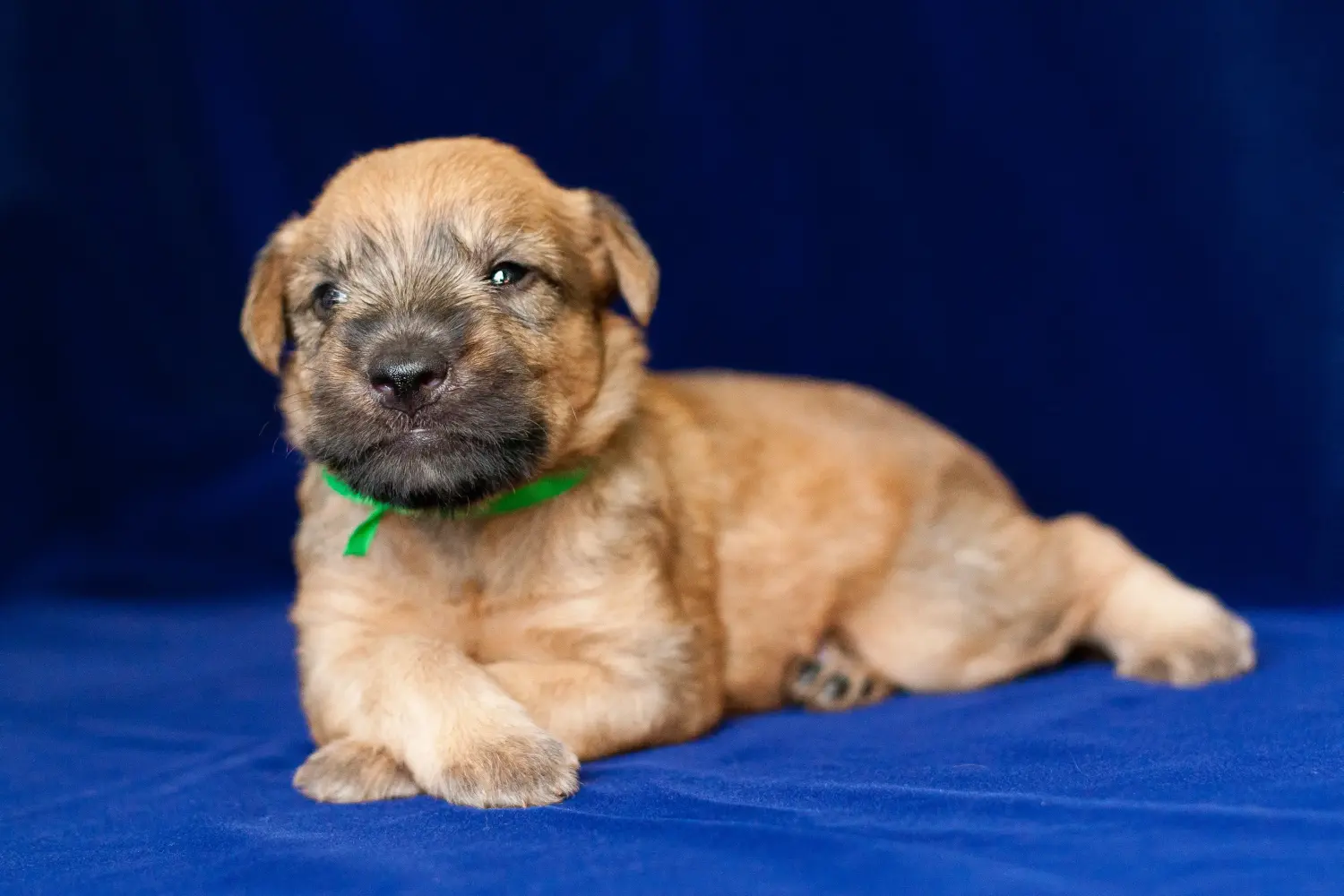Einen Irish Soft Coated Wheaten Terrier Welpen zu kaufen, bedeutet Verantwortung zu übernehmen! Irish Soft Coated Wheaten Terrier Welpen kaufen.