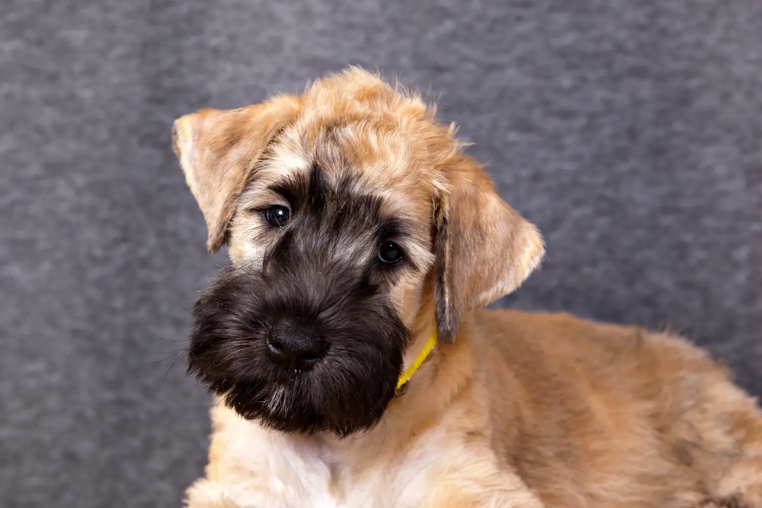 Einen Irish Soft Coated Wheaten Terrier Welpen zu kaufen, bedeutet Verantwortung zu übernehmen! Irish Soft Coated Wheaten Terrier Welpen kaufen.