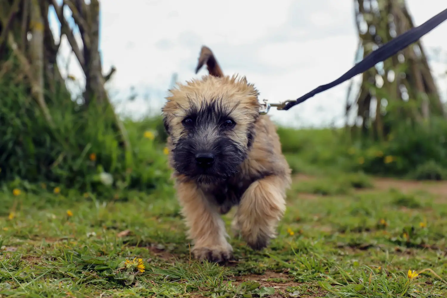 Einen Irish Soft Coated Wheaten Terrier Welpen zu kaufen, bedeutet Verantwortung zu übernehmen! Irish Soft Coated Wheaten Terrier Welpen kaufen.
