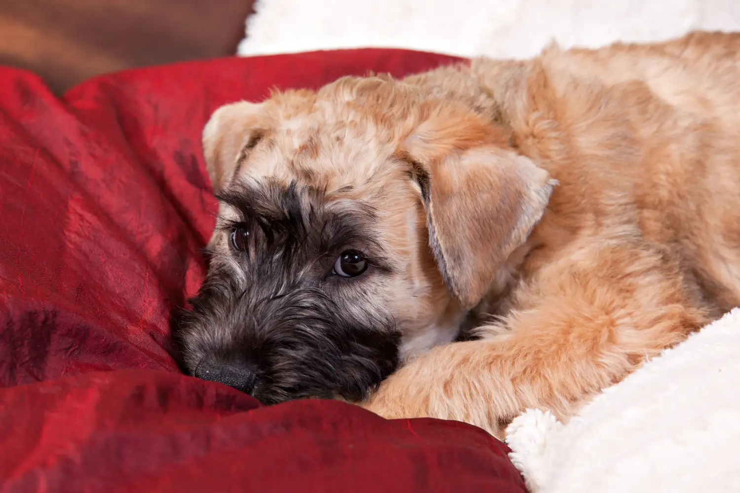 Einen Irish Soft Coated Wheaten Terrier Welpen zu kaufen, bedeutet Verantwortung zu übernehmen! Irish Soft Coated Wheaten Terrier Welpen kaufen.