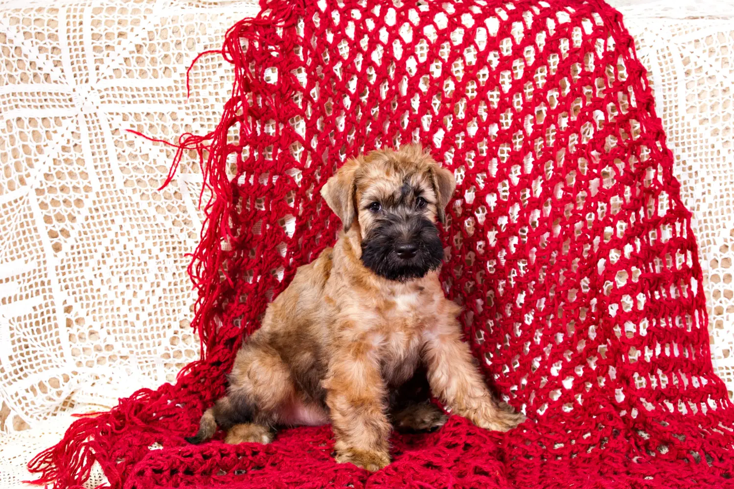 Einen Irish Soft Coated Wheaten Terrier Welpen zu kaufen, bedeutet Verantwortung zu übernehmen! Irish Soft Coated Wheaten Terrier Welpen kaufen.