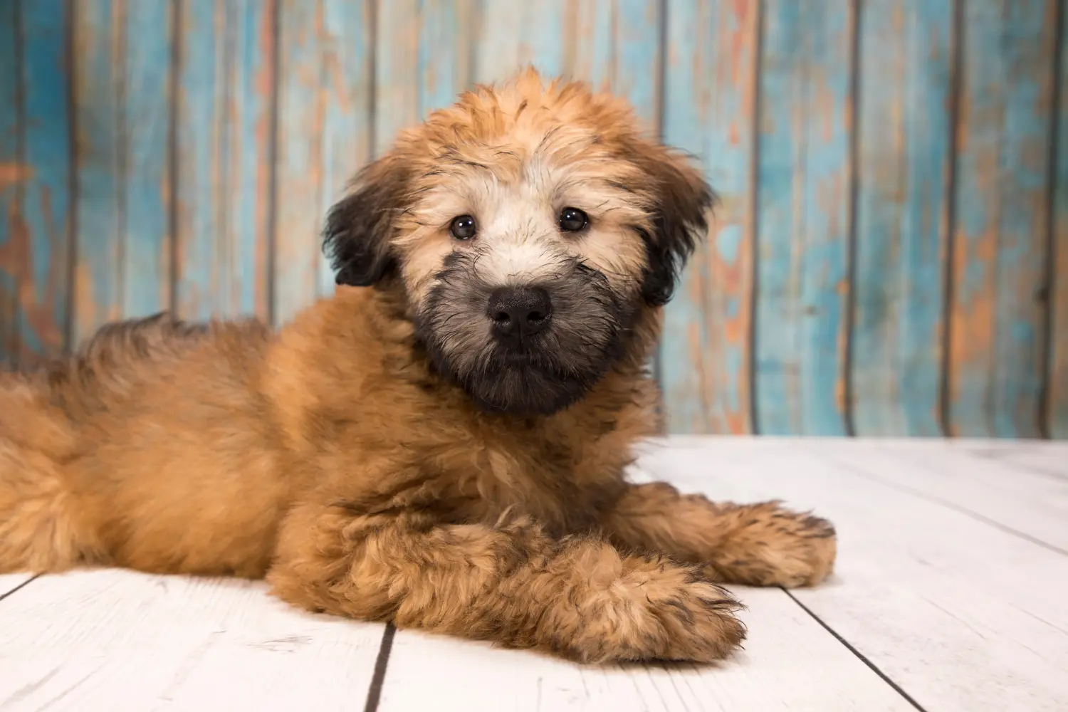Einen Irish Soft Coated Wheaten Terrier Welpen zu kaufen, bedeutet Verantwortung zu übernehmen! Irish Soft Coated Wheaten Terrier Welpen kaufen.