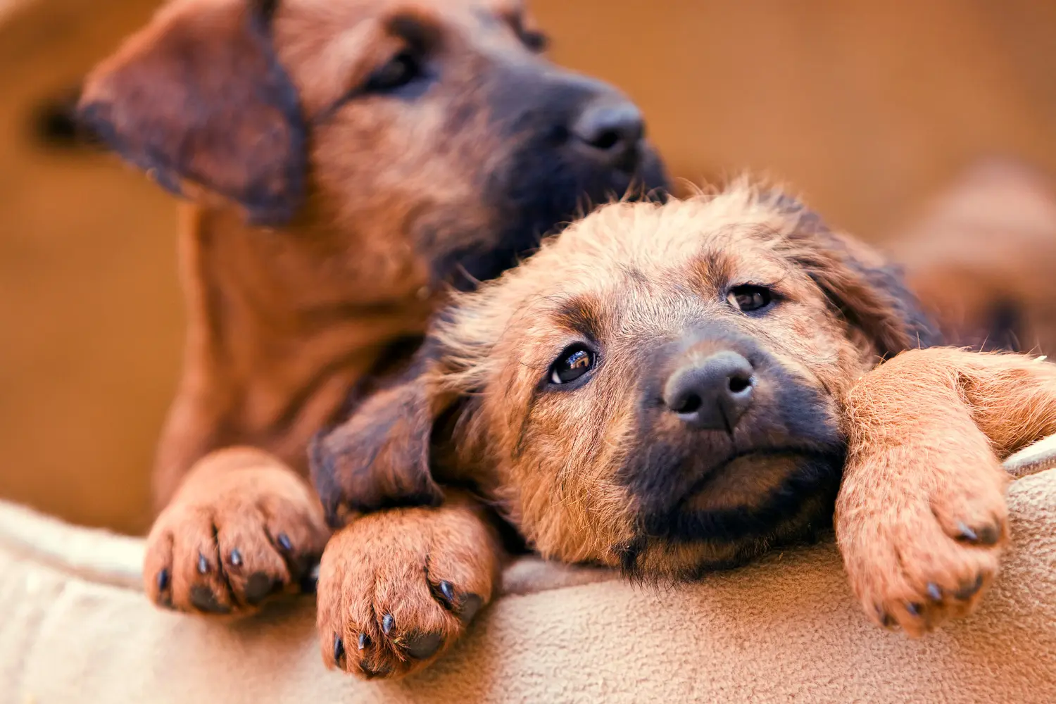 Einen Irish Terrier Welpen zu kaufen, bedeutet Verantwortung zu übernehmen! Irish Terrier Welpen kaufen.
