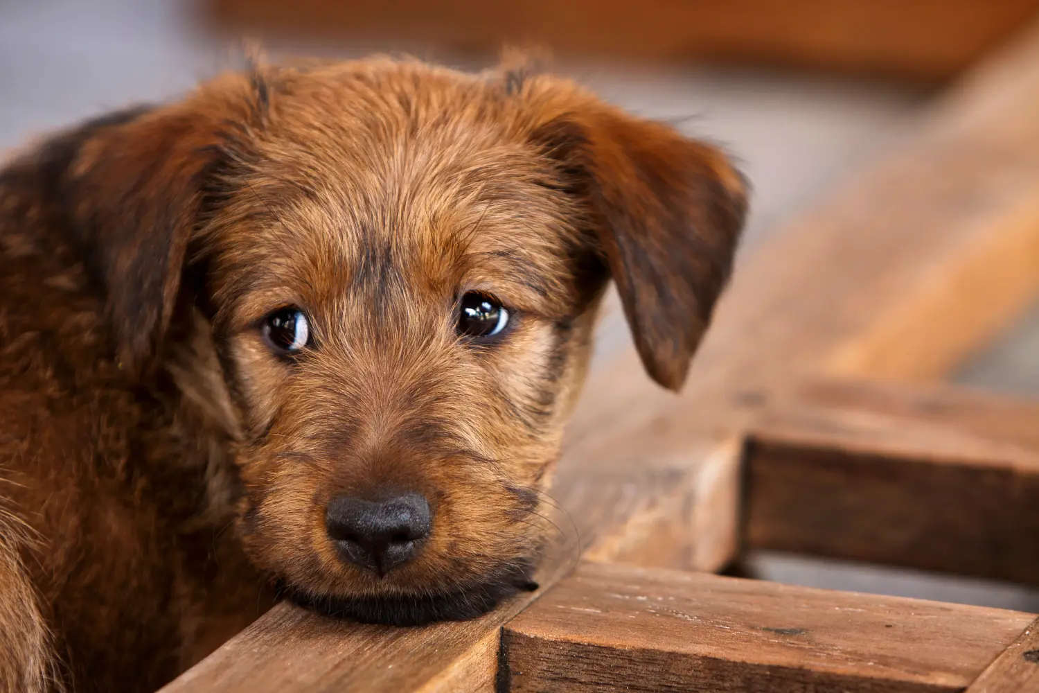 Einen Irish Terrier Welpen zu kaufen, bedeutet Verantwortung zu übernehmen! Irish Terrier Welpen kaufen.