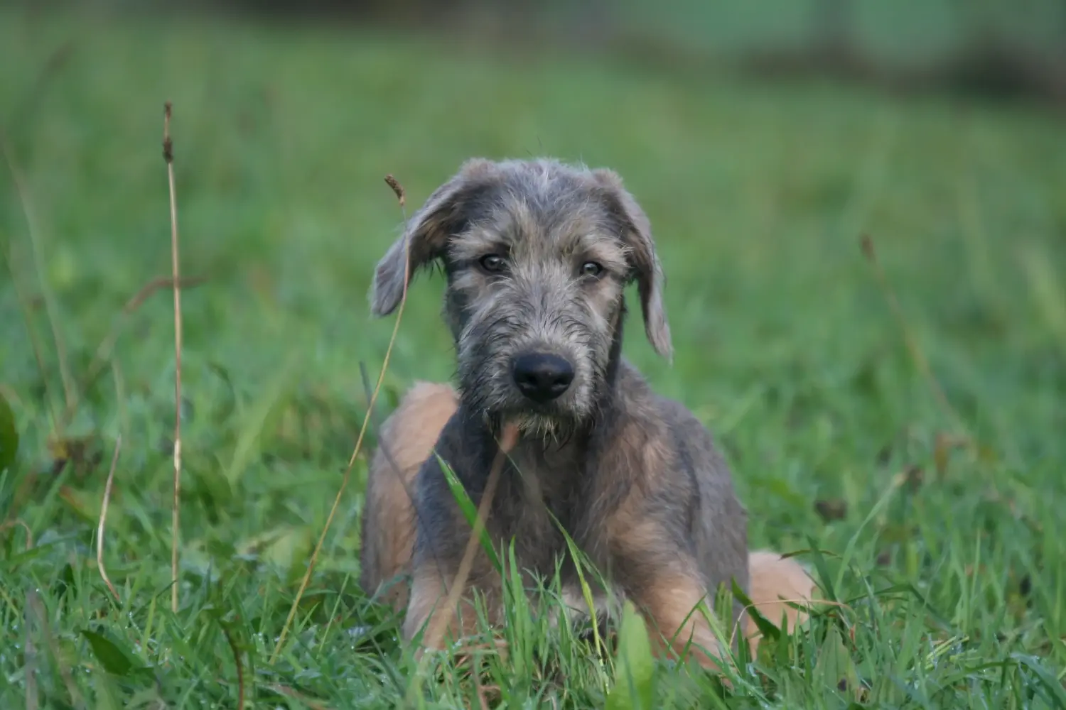 Einen Irish Wolfhound Welpen zu kaufen, bedeutet Verantwortung zu übernehmen! Irish Wolfhound Welpen kaufen.