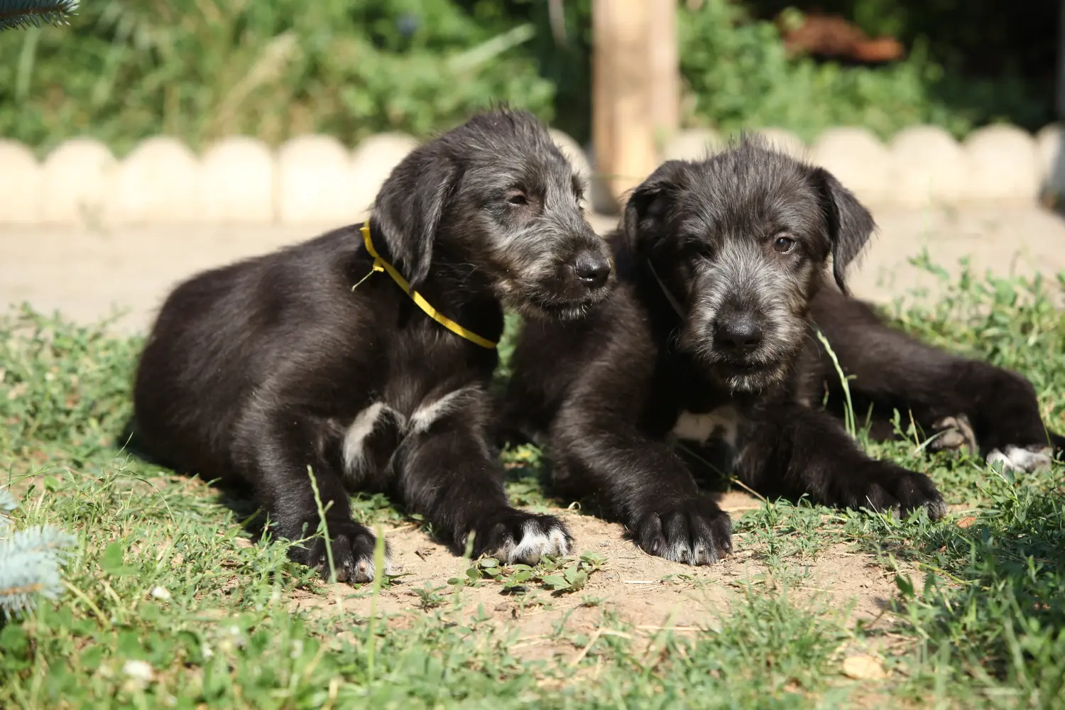 Einen Irish Wolfhound Welpen zu kaufen, bedeutet Verantwortung zu übernehmen! Irish Wolfhound Welpen kaufen.
