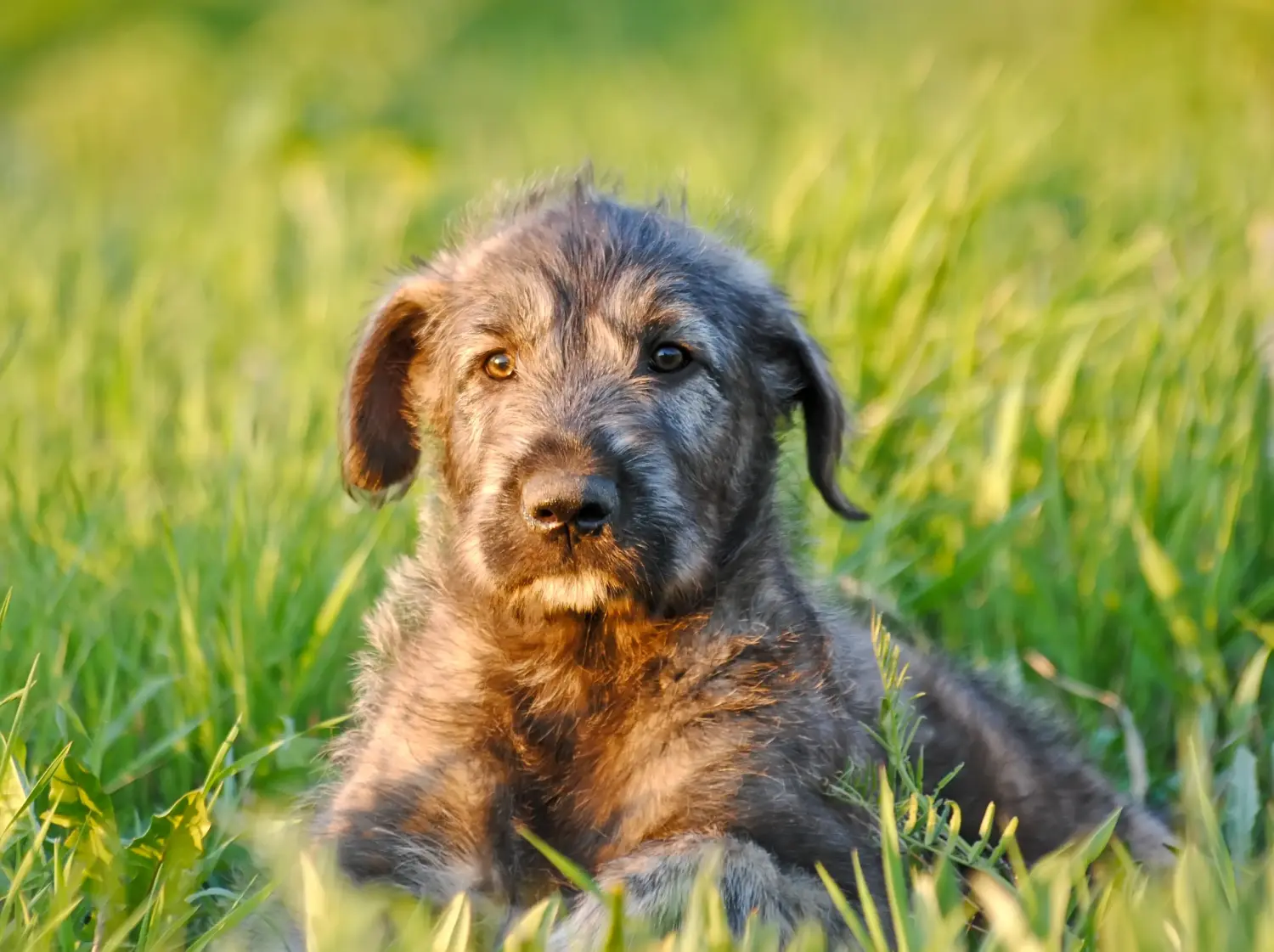 Einen Irish Wolfhound Welpen zu kaufen, bedeutet Verantwortung zu übernehmen! Irish Wolfhound Welpen kaufen.