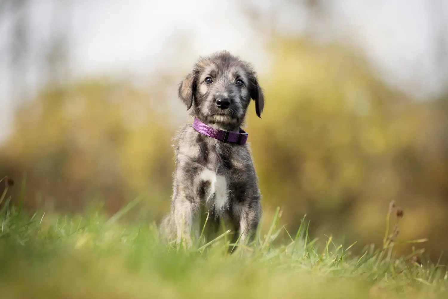Einen Irish Wolfhound Welpen zu kaufen, bedeutet Verantwortung zu übernehmen! Irish Wolfhound Welpen kaufen.