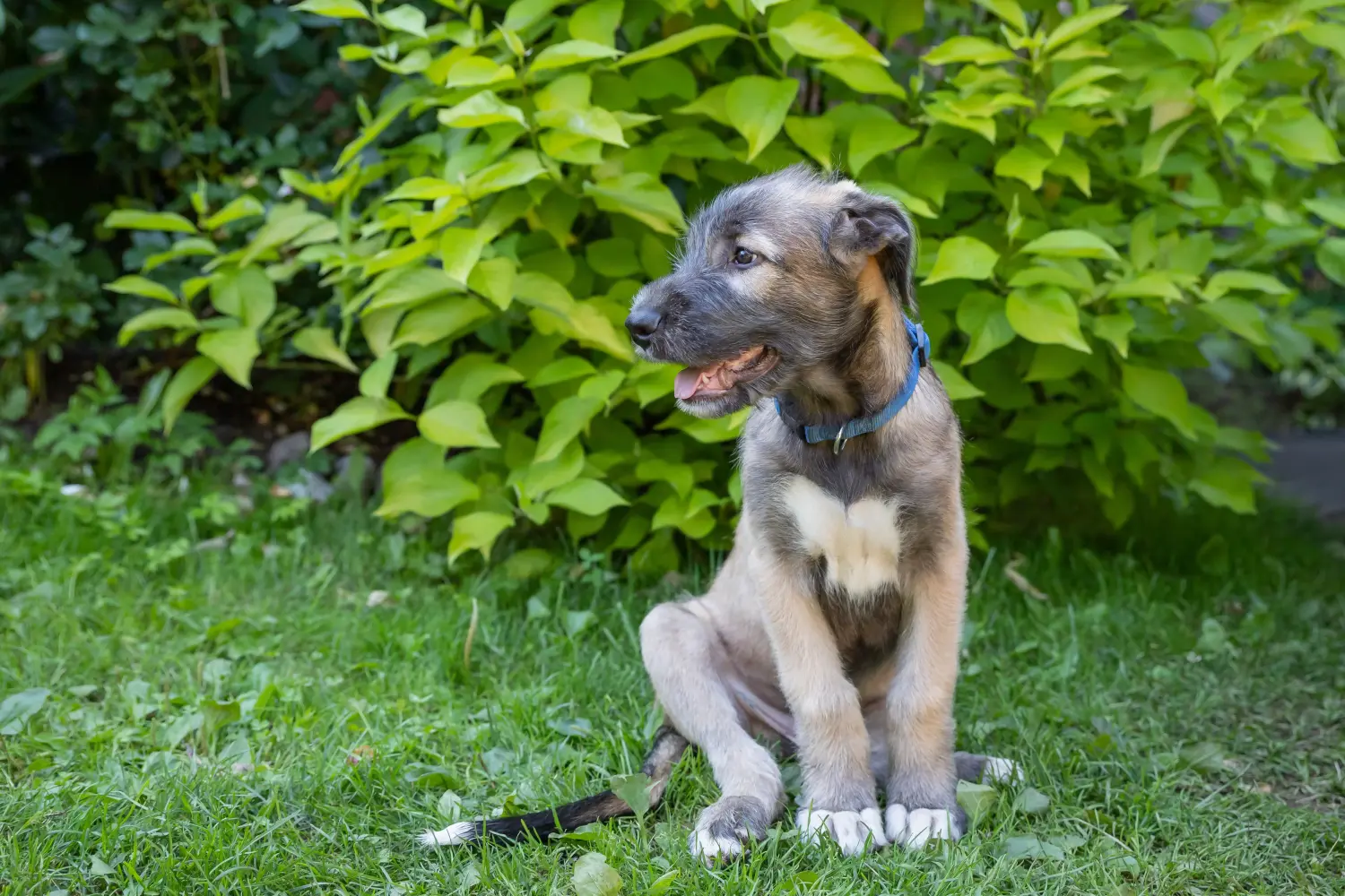 Einen Irish Wolfhound Welpen zu kaufen, bedeutet Verantwortung zu übernehmen! Irish Wolfhound Welpen kaufen.