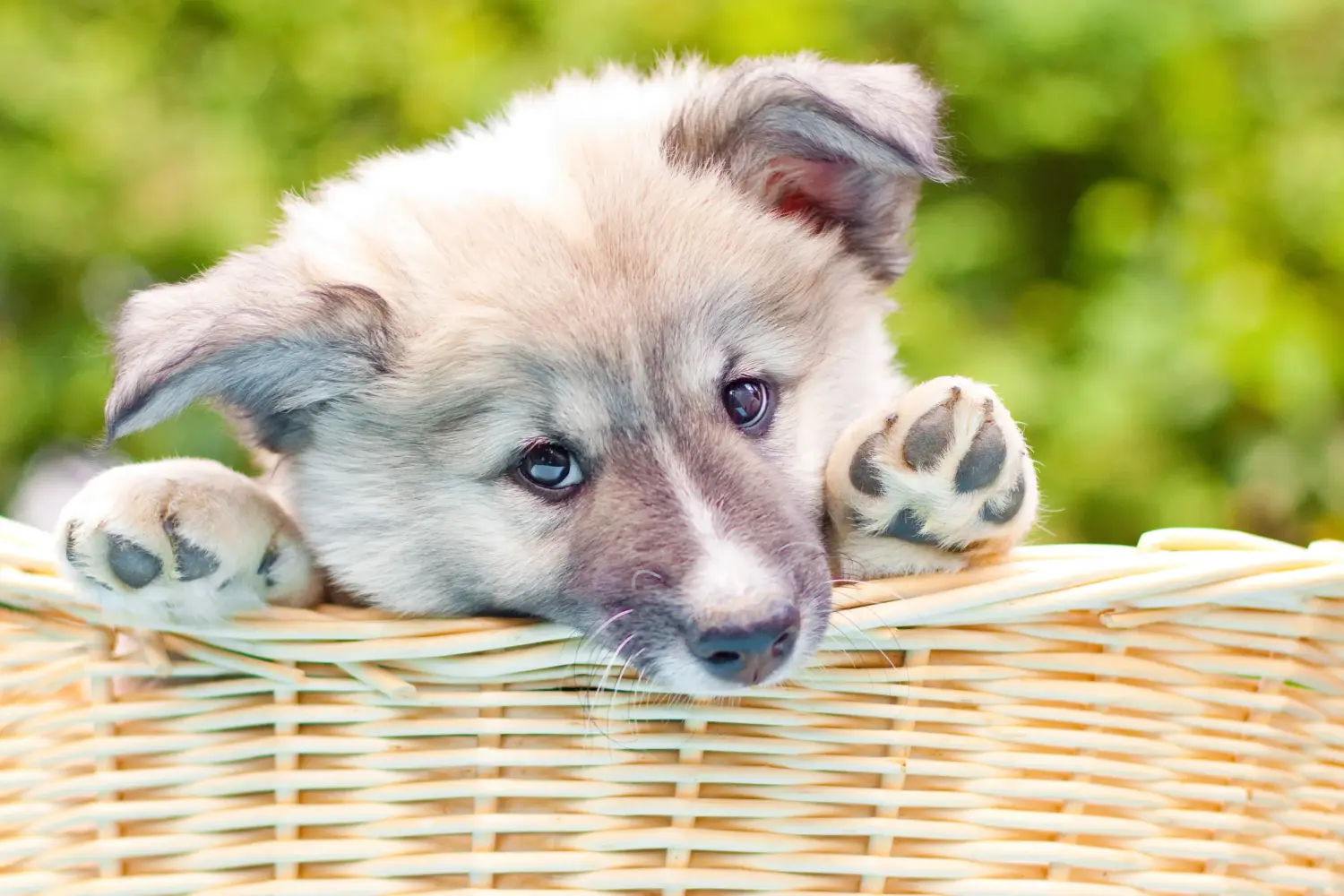 Einen Islandhund Welpen zu kaufen, bedeutet Verantwortung zu übernehmen! Islandhund Welpen kaufen.