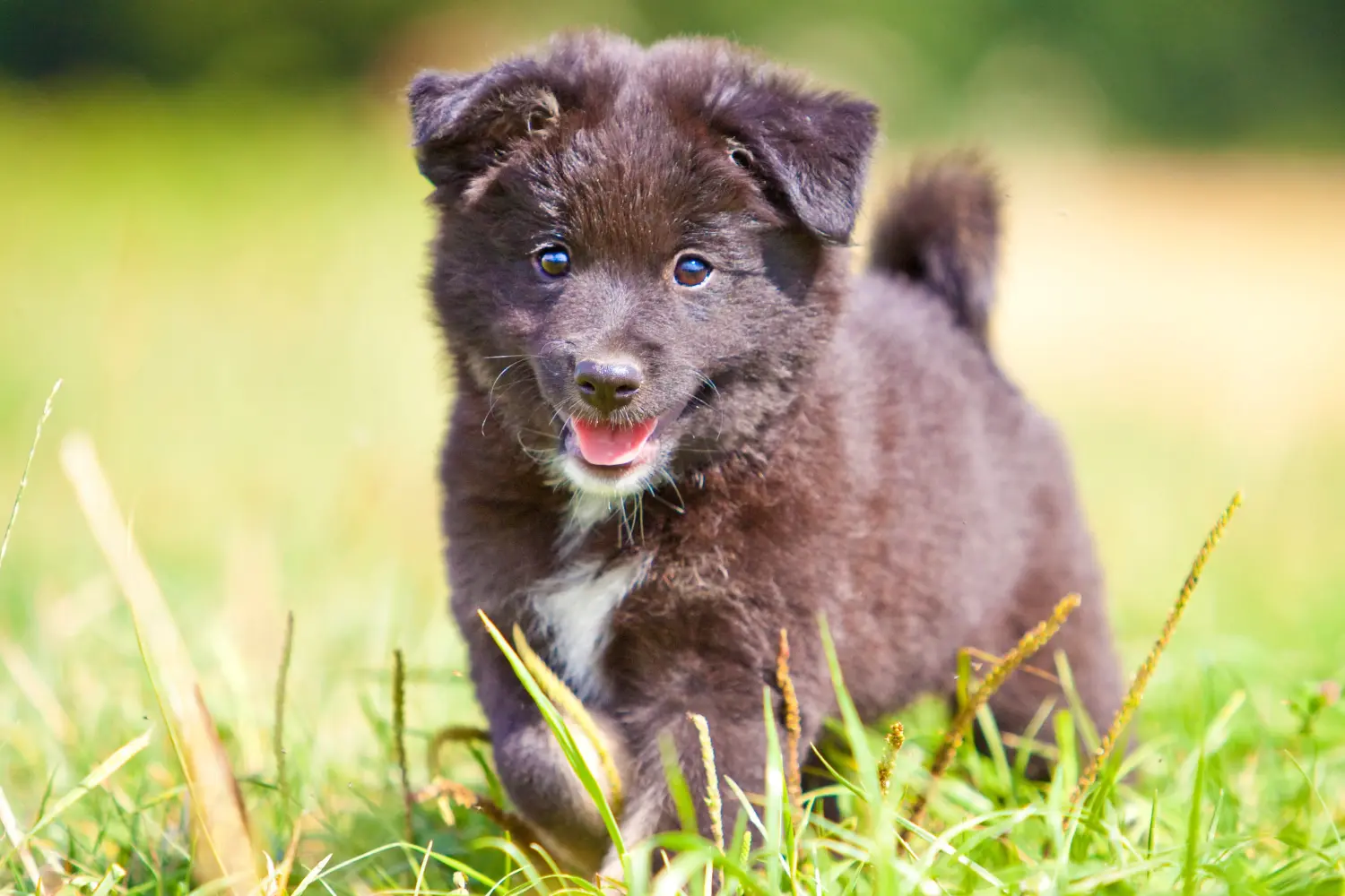 Einen Islandhund Welpen zu kaufen, bedeutet Verantwortung zu übernehmen! Islandhund Welpen kaufen.