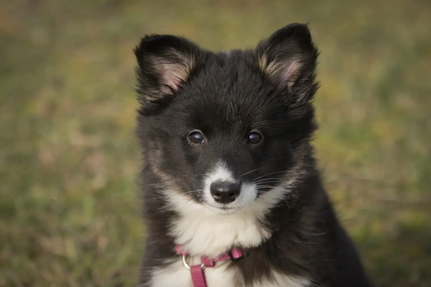 Einen Islandhund Welpen zu kaufen, bedeutet Verantwortung zu übernehmen! Islandhund Welpen kaufen.