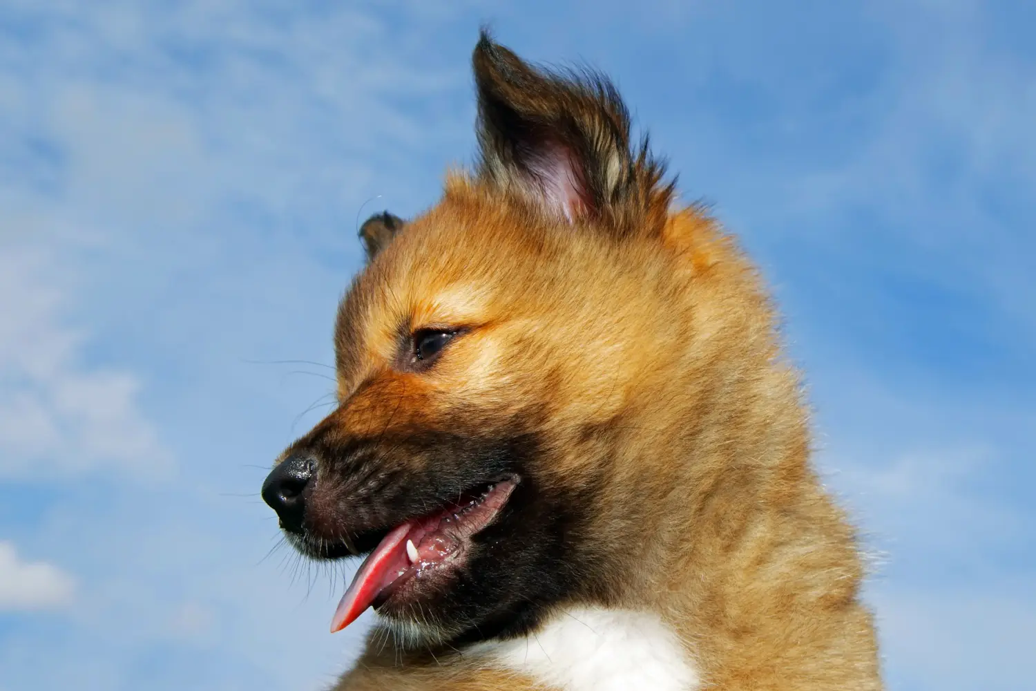 Einen Islandhund Welpen zu kaufen, bedeutet Verantwortung zu übernehmen! Islandhund Welpen kaufen.