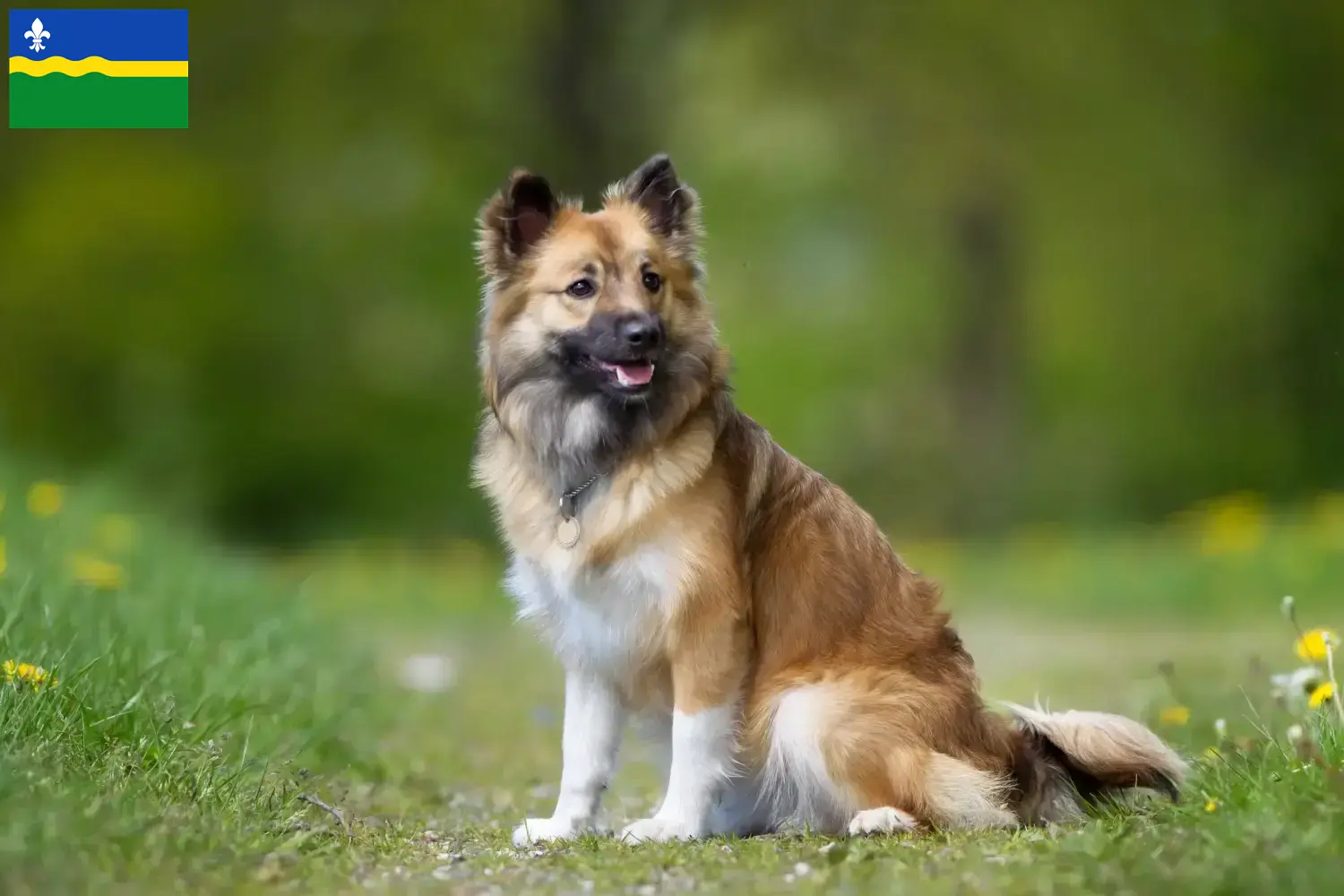 Islandhund Welpen und Züchter Flevoland Hier findest Du Islandhunde Züchter in Flevoland.