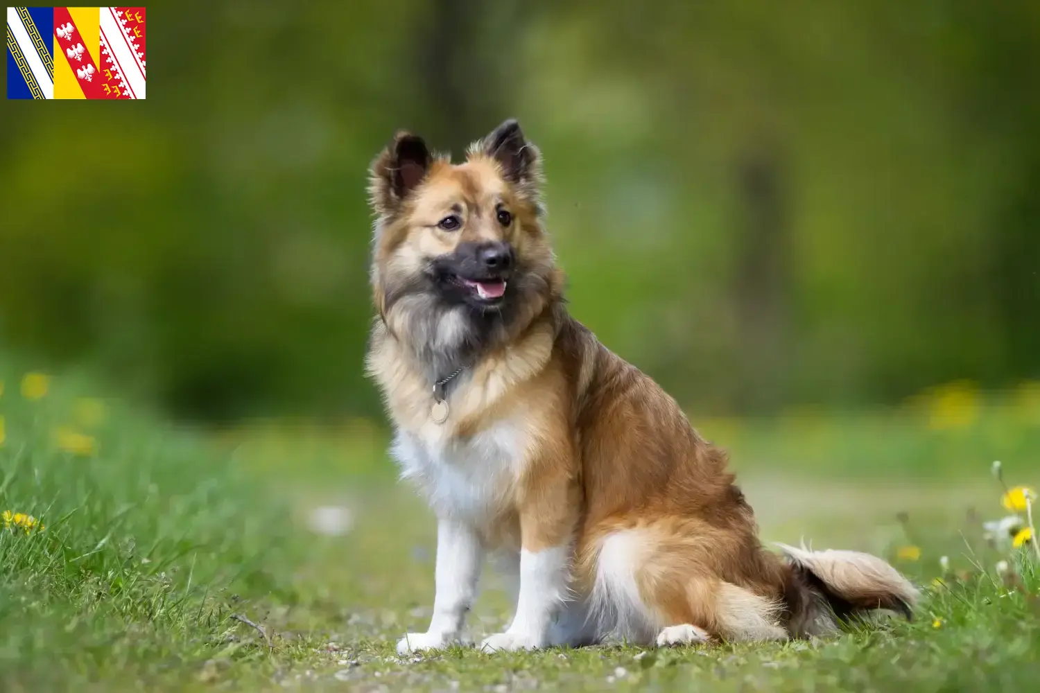 Islandhund Welpen und Züchter Grand Est Hier findest Du Islandhunde Züchter in Grand Est.