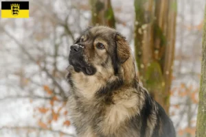 Mehr über den Artikel erfahren Karst-Schäferhund Züchter und Welpen in Baden-Württemberg