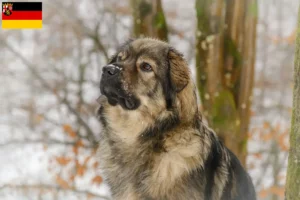 Mehr über den Artikel erfahren Karst-Schäferhund Züchter und Welpen in Rheinland-Pfalz