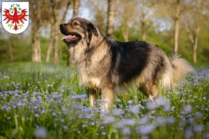 Mehr über den Artikel erfahren Karst-Schäferhund Züchter und Welpen in Tirol