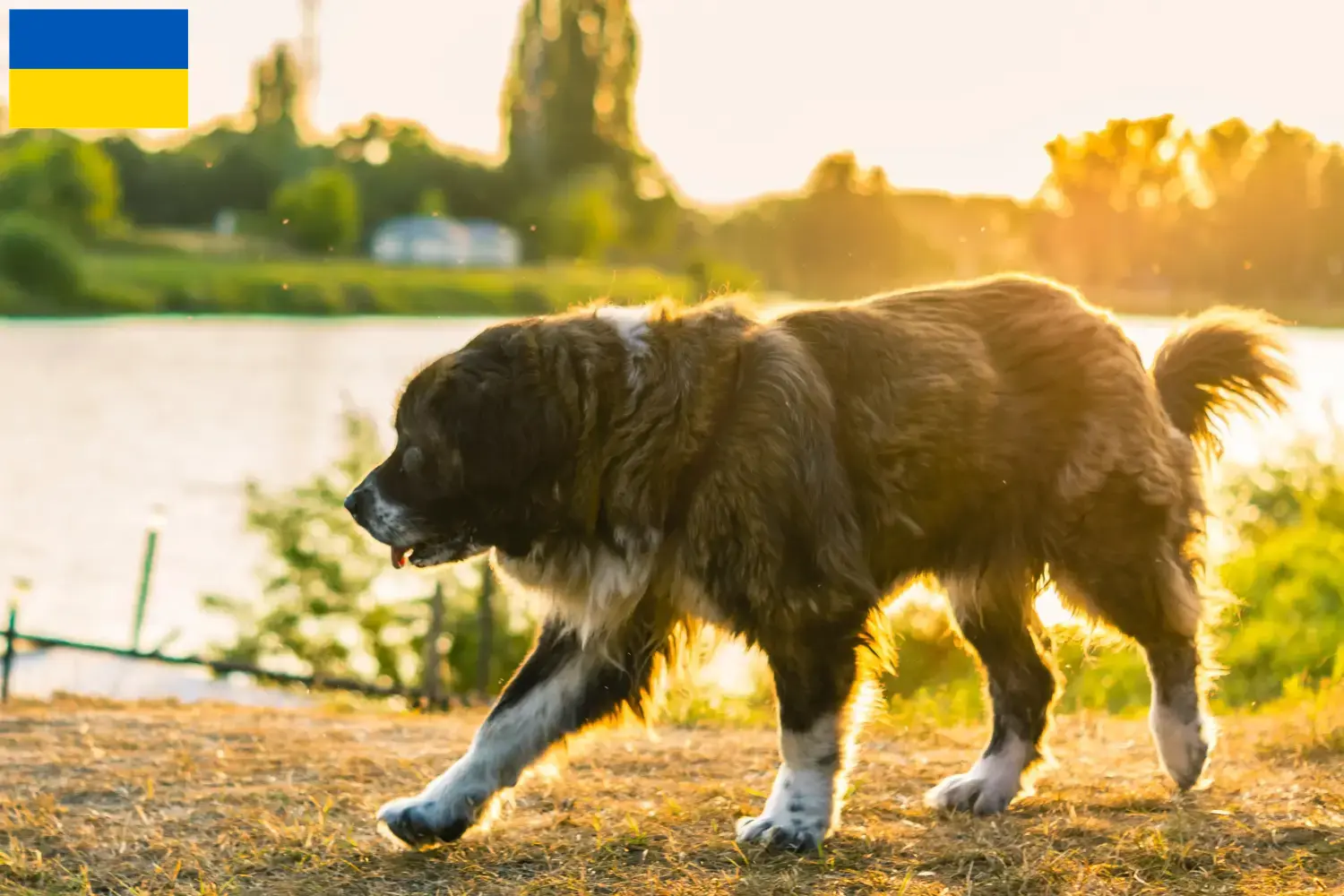 Kaukasischer Schäferhund Welpen und Züchter Ukraine Hier findest Du Kaukasische Schäferhunde Züchter in der Ukraine.