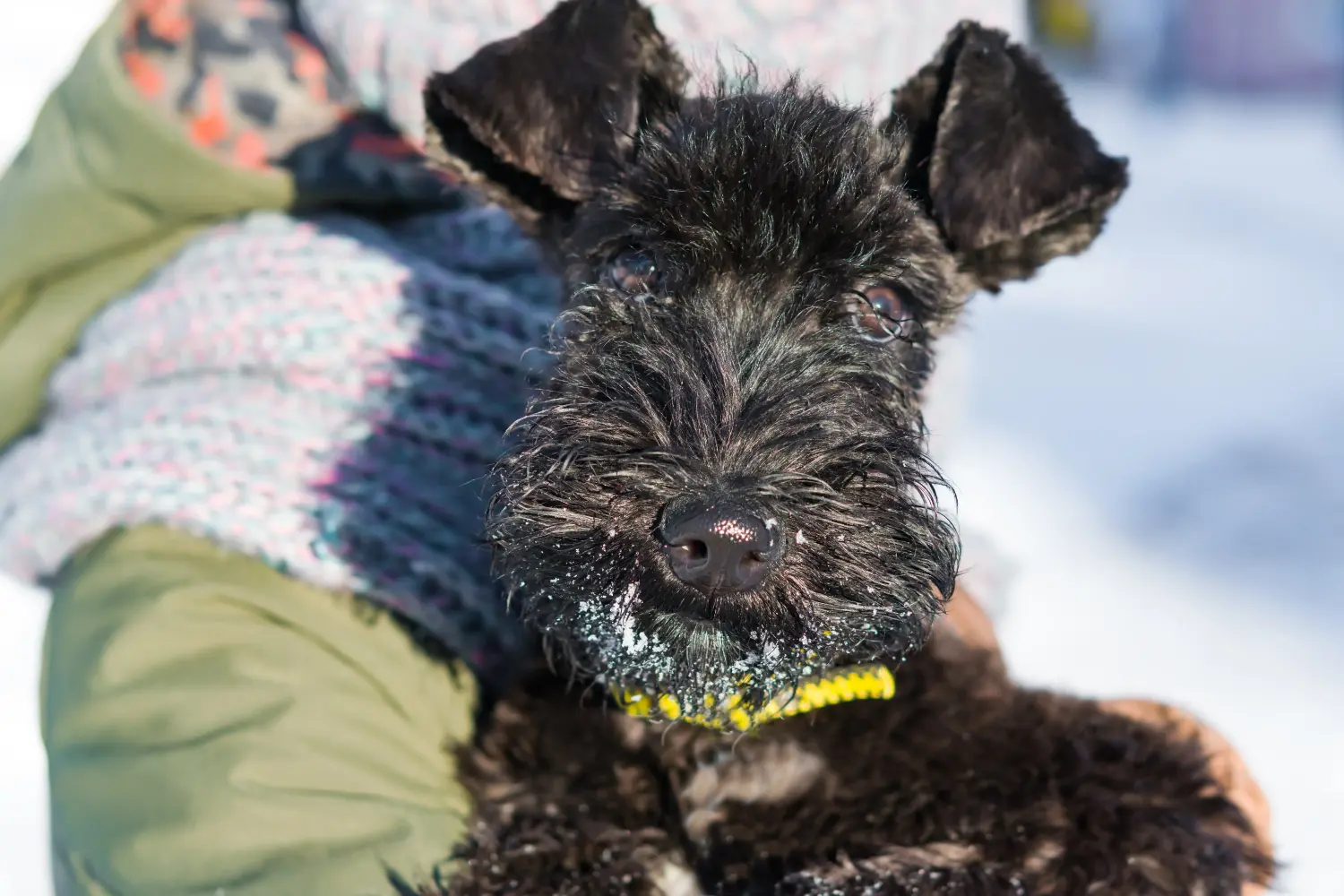Einen Kerry Blue Terrier Welpen zu kaufen, bedeutet Verantwortung zu übernehmen! Kerry Blue Terrier Welpen kaufen.