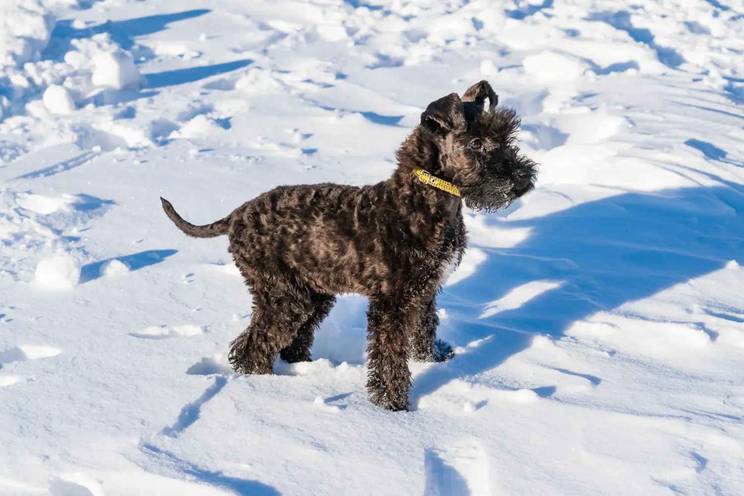 Einen Kerry Blue Terrier Welpen zu kaufen, bedeutet Verantwortung zu übernehmen! Kerry Blue Terrier Welpen kaufen.