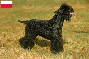 Mehr über den Artikel erfahren Kerry Blue Terrier Züchter und Welpen in Polen