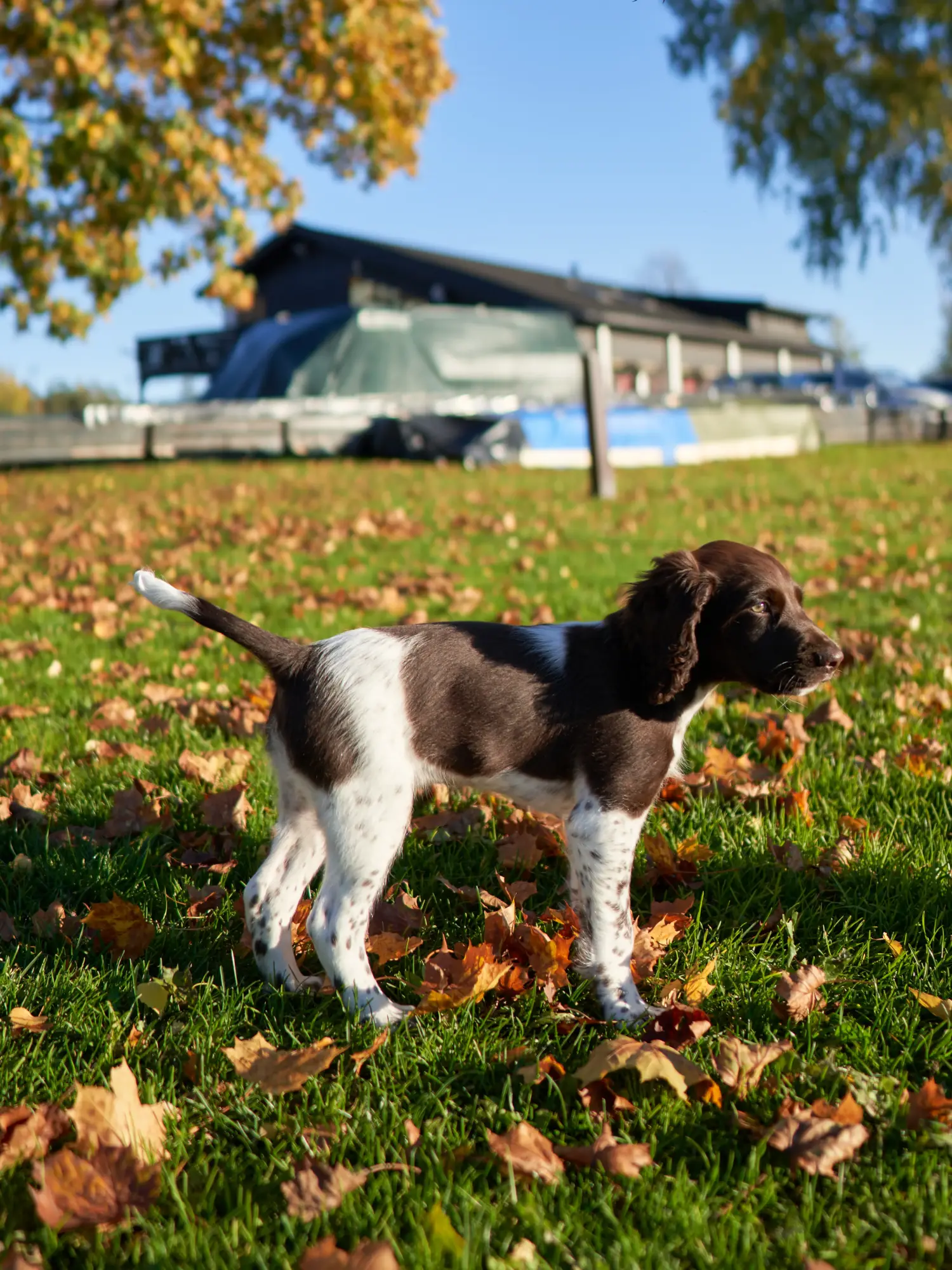 Einen Kleinen Münsterländer Welpen zu kaufen, bedeutet Verantwortung zu übernehmen! Kleiner Münsterländer Welpen kaufen.