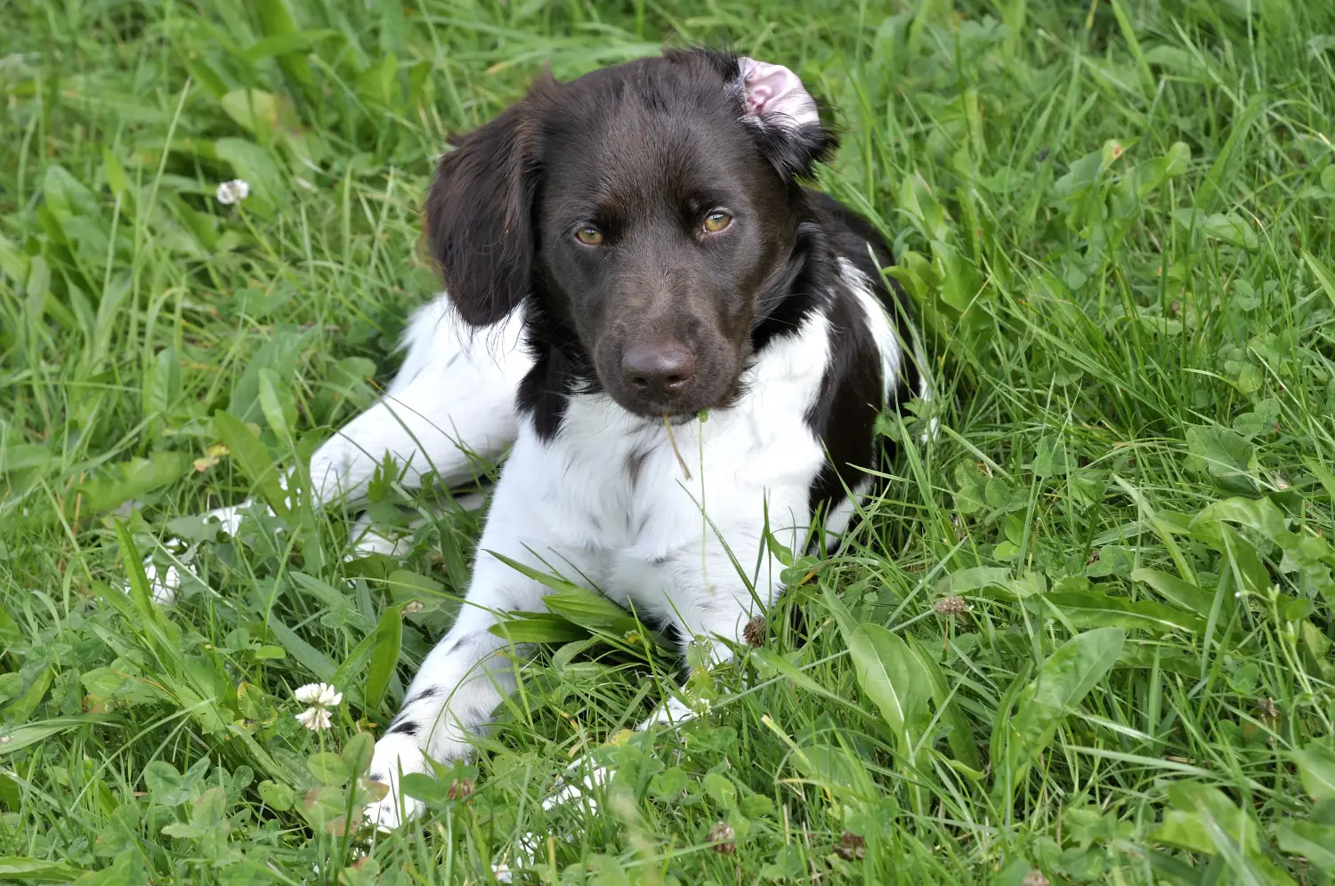 Einen Kleinen Münsterländer Welpen zu kaufen, bedeutet Verantwortung zu übernehmen! Kleiner Münsterländer Welpen kaufen.