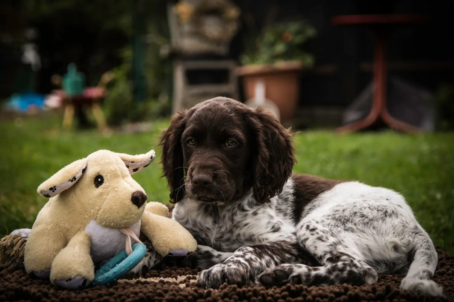 Einen Kleinen Münsterländer Welpen zu kaufen, bedeutet Verantwortung zu übernehmen! Kleiner Münsterländer Welpen kaufen.