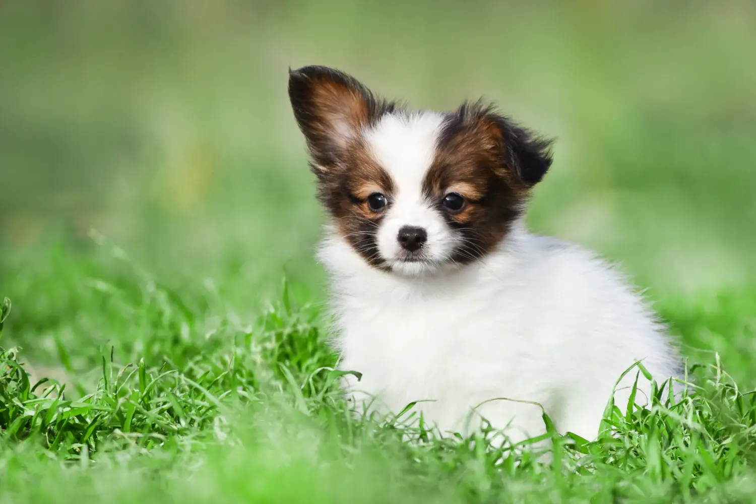 Einen Kontinentalen Zwergspaniel Welpen zu kaufen, bedeutet Verantwortung zu übernehmen! Kontinentaler Zwergspaniel Welpen kaufen.