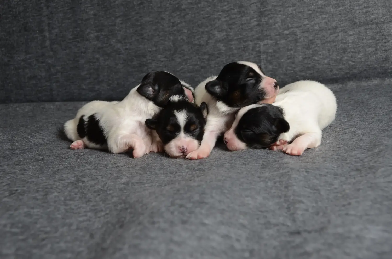 Einen Kontinentalen Zwergspaniel Welpen zu kaufen, bedeutet Verantwortung zu übernehmen! Kontinentaler Zwergspaniel Welpen kaufen.