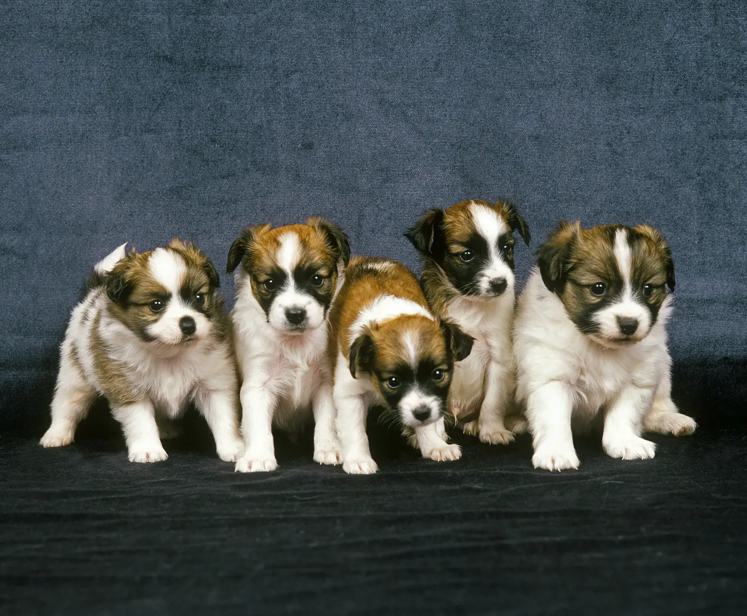 Einen Kontinentalen Zwergspaniel Welpen zu kaufen, bedeutet Verantwortung zu übernehmen! Kontinentaler Zwergspaniel Welpen kaufen.
