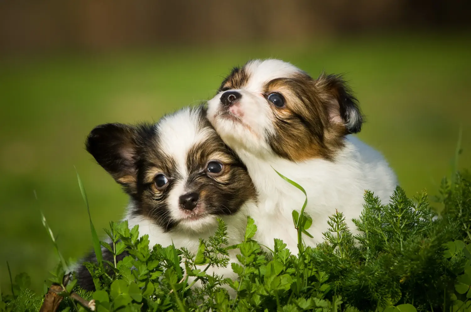 Einen Kontinentalen Zwergspaniel Welpen zu kaufen, bedeutet Verantwortung zu übernehmen! Kontinentaler Zwergspaniel Welpen kaufen.