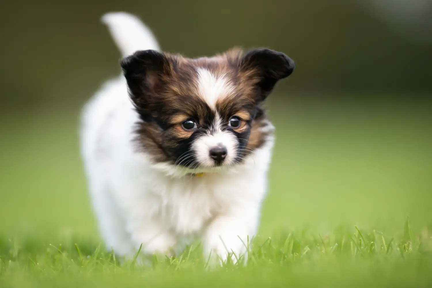 Einen Kontinentalen Zwergspaniel Welpen zu kaufen, bedeutet Verantwortung zu übernehmen! Kontinentaler Zwergspaniel Welpen kaufen.