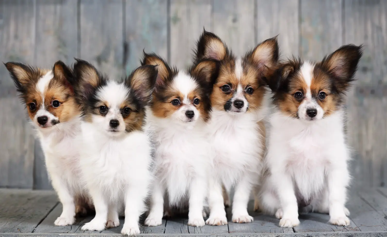 Einen Kontinentalen Zwergspaniel Welpen zu kaufen, bedeutet Verantwortung zu übernehmen! Kontinentaler Zwergspaniel Welpen kaufen.