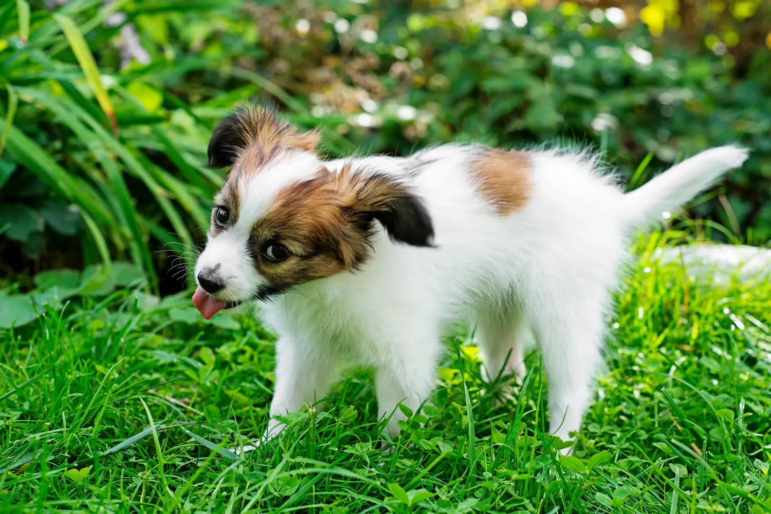 Einen Kontinentalen Zwergspaniel Welpen zu kaufen, bedeutet Verantwortung zu übernehmen! Kontinentaler Zwergspaniel Welpen kaufen.