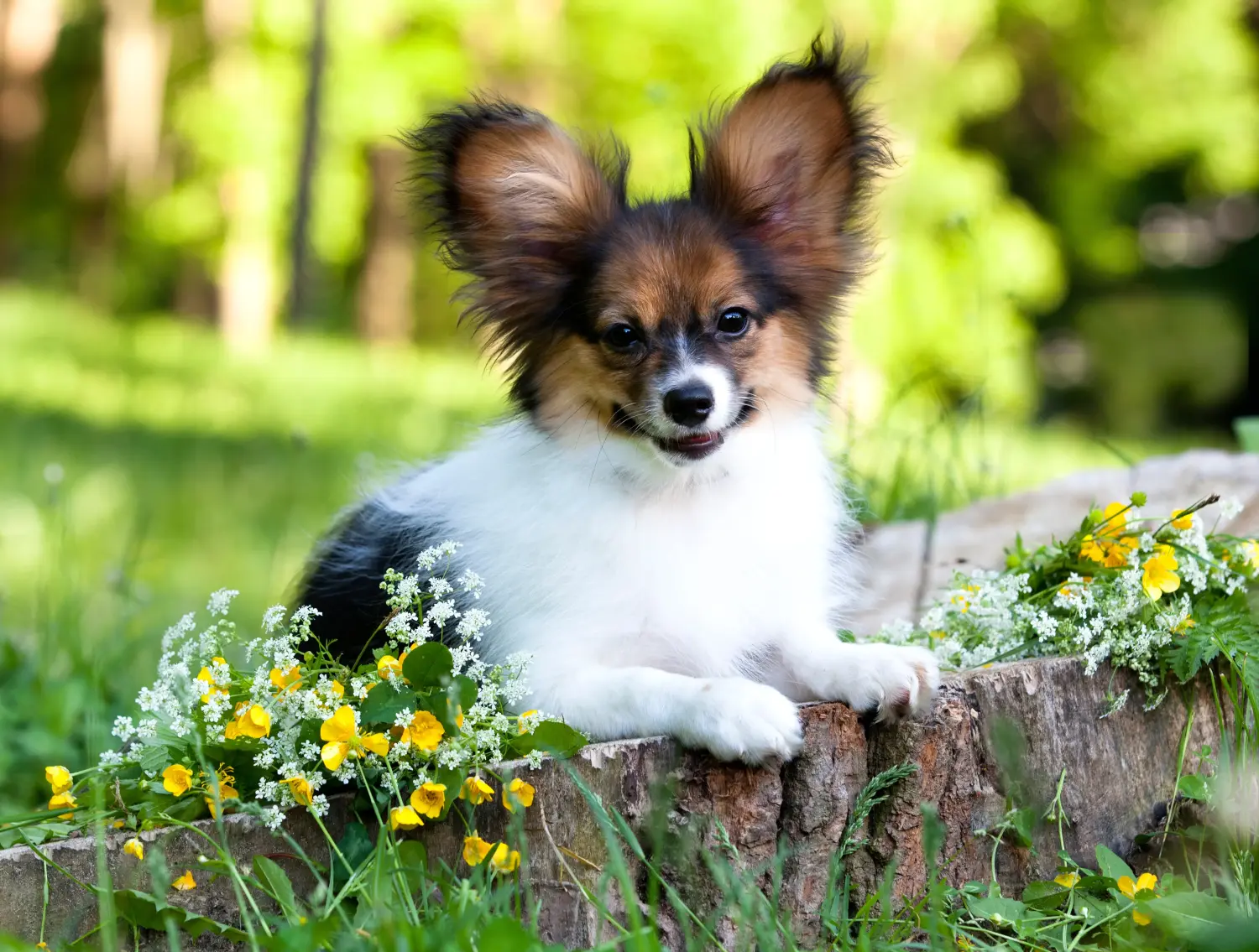 Einen Kontinentalen Zwergspaniel Welpen zu kaufen, bedeutet Verantwortung zu übernehmen! Kontinentaler Zwergspaniel Welpen kaufen.