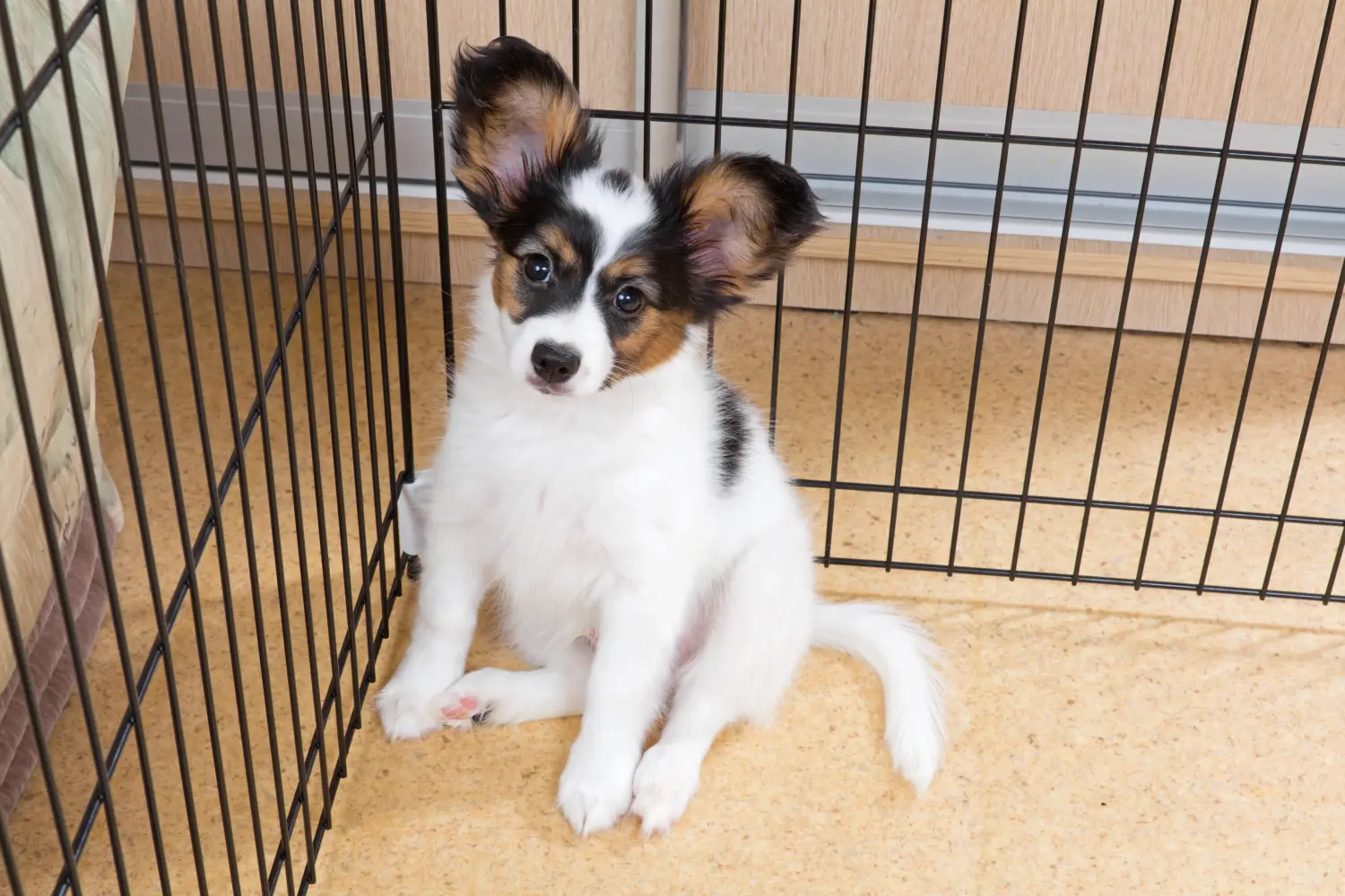 Einen Kontinentalen Zwergspaniel Welpen zu kaufen, bedeutet Verantwortung zu übernehmen! Kontinentaler Zwergspaniel Welpen kaufen.