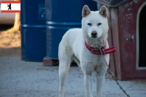 Mehr über den Artikel erfahren Korea Jindo Dog Züchter und Welpen in Berlin