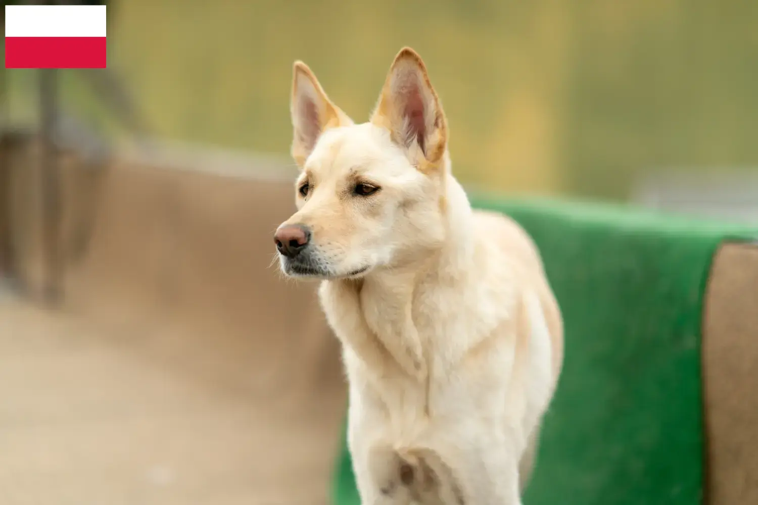 Korea Jindo Dog Welpen und Züchter Polen Hier findest Du Korea Jindo Dogs Züchter in Polen.