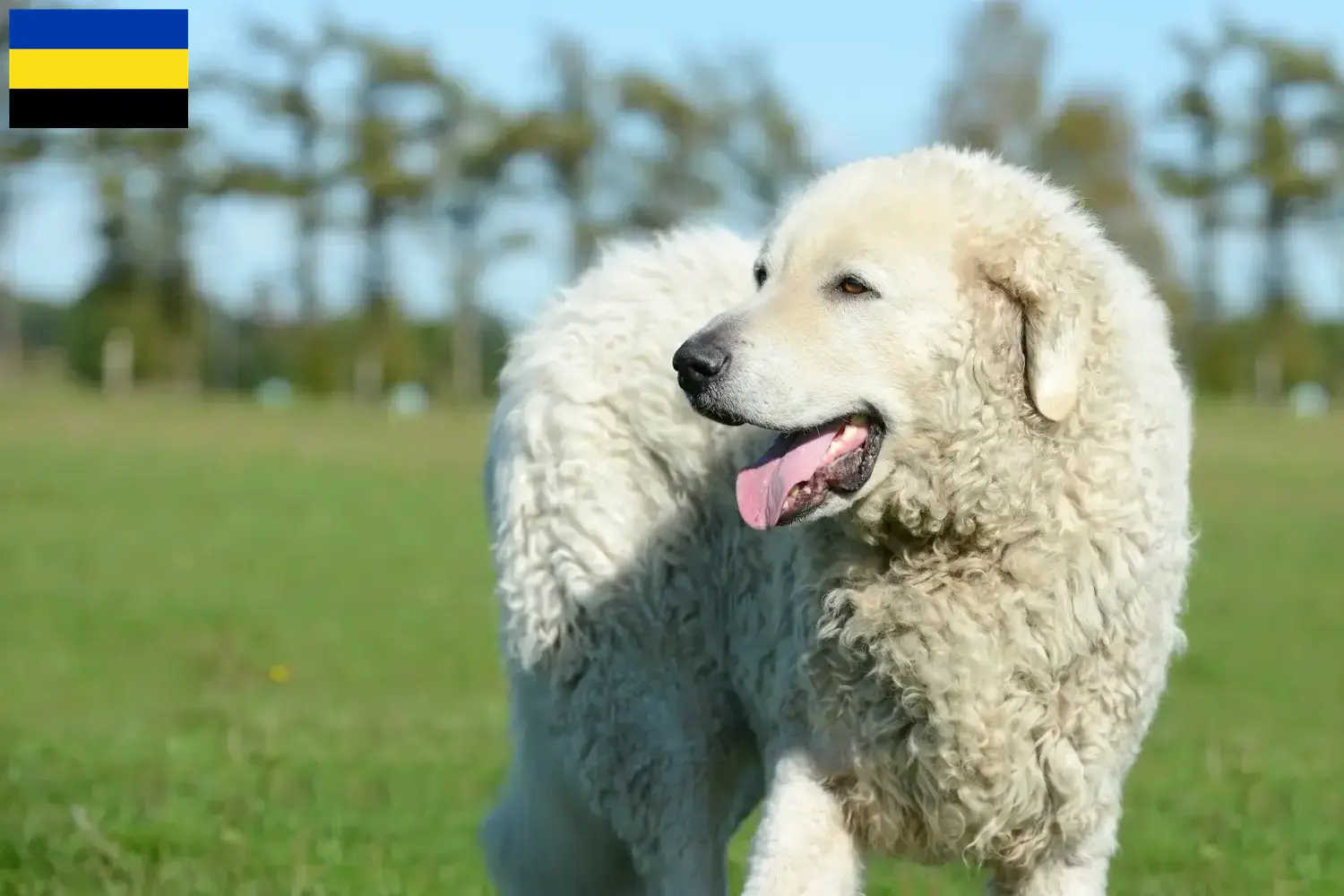 Kuvasz Welpen und Züchter Gelderland Hier findest Du Kuvasz Züchter in Gelderland.
