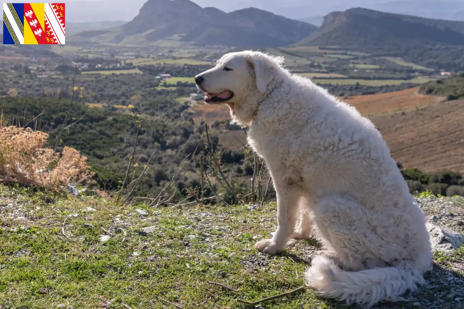 Kuvasz Welpen und Züchter Grand Est Hier findest Du Kuvasz Züchter in Grand Est.