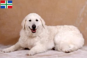Mehr über den Artikel erfahren Kuvasz Züchter und Welpen in Groningen