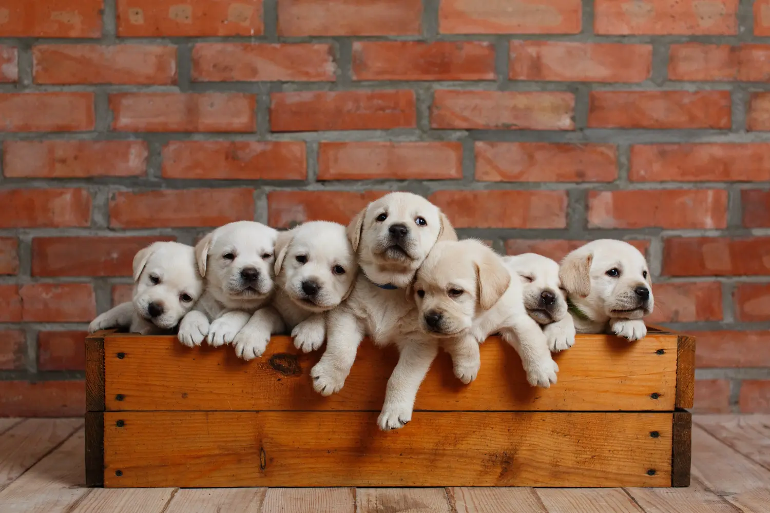 Einen Labrador Welpen zu kaufen, bedeutet Verantwortung zu übernehmen! Labrador Welpen kaufen.