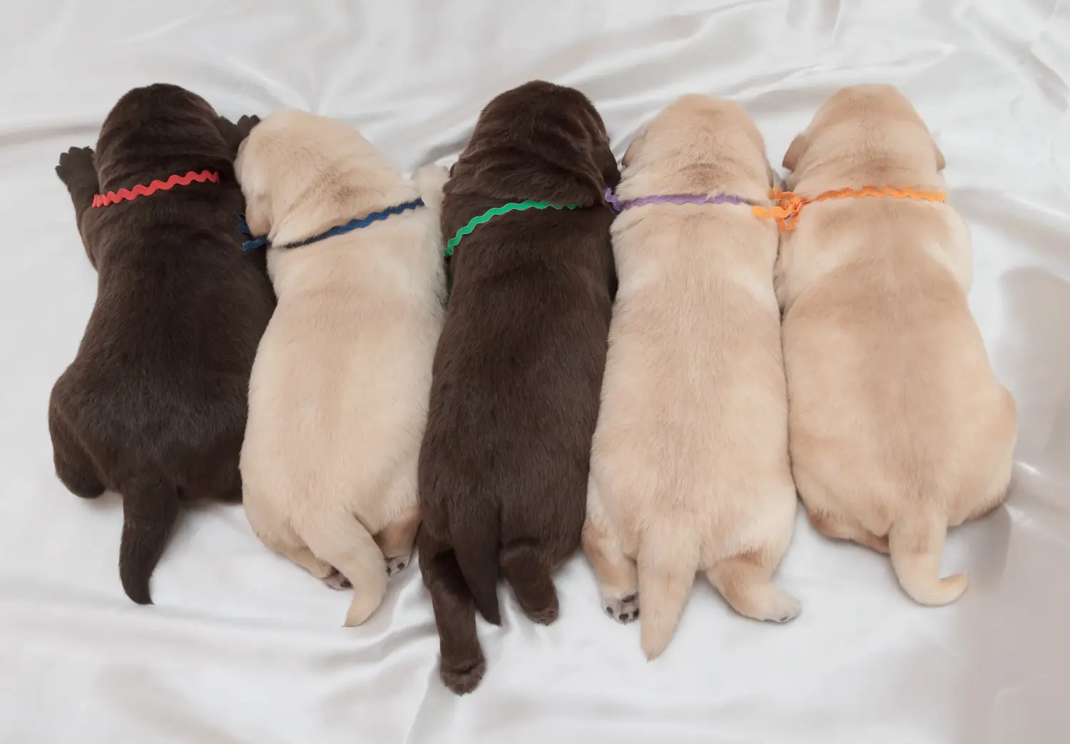 Einen Labrador Welpen zu kaufen, bedeutet Verantwortung zu übernehmen! Labrador Welpen kaufen.