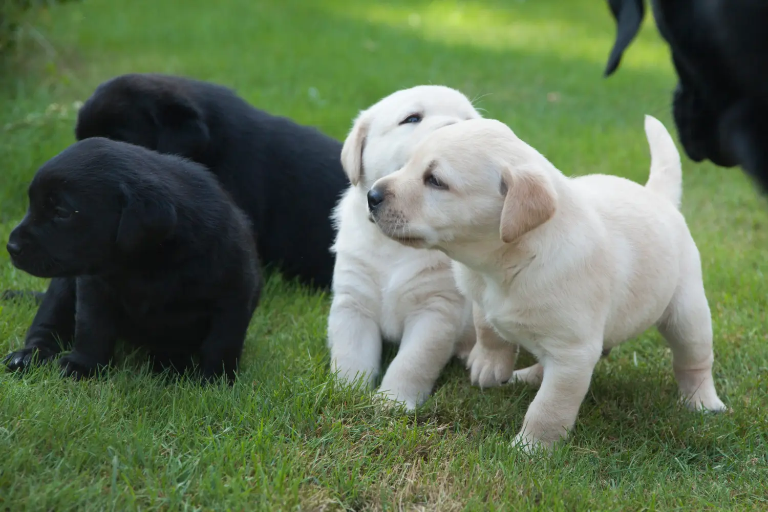 Einen Labrador Welpen zu kaufen, bedeutet Verantwortung zu übernehmen! Labrador Welpen kaufen.